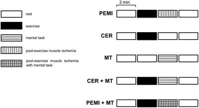 Effects of Metabolic Syndrome on Cognitive Performance of Adults During Exercise